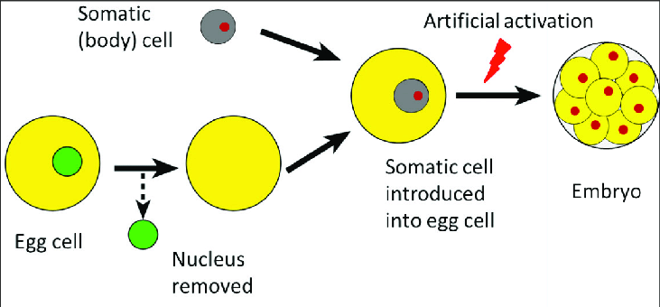 体細胞核移植（SCNT）のイメージ図。代理母の卵細胞（黄）から核を抜き出し、別個体の核（赤）を移植する