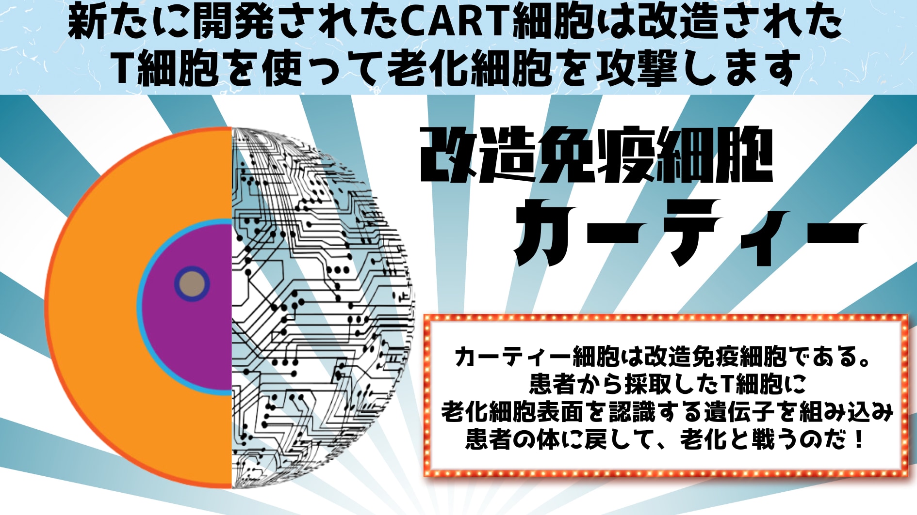 T細胞を操作して「若さの泉」とすることに成功！