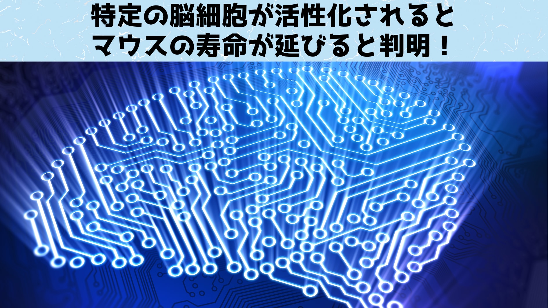 特定の脳細胞が活性化されるとマウスの寿命が延びると判明！