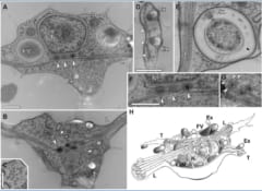 A~G:電子顕微鏡で見る細胞内の構造、H:細胞内の図解イメージ