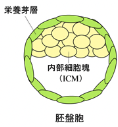 胚盤胞の外膜にあたる「栄養芽層」
