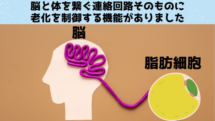 特定の脳細胞が活性化されるとマウスの寿命が延びると判明！