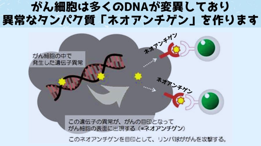 がん細胞だけが持つ異常なタンパク質「ネオアンチゲン」を認識できれば、がん細胞だけを殺すことが可能になります