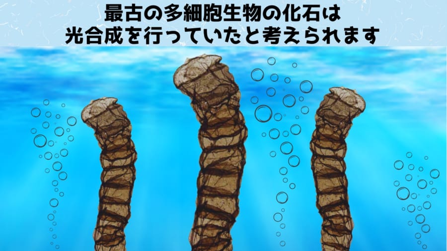 最古の多細胞生物は細胞が連なった分岐の無いフィラメント状をしており、光合成をしていたと考えられます。