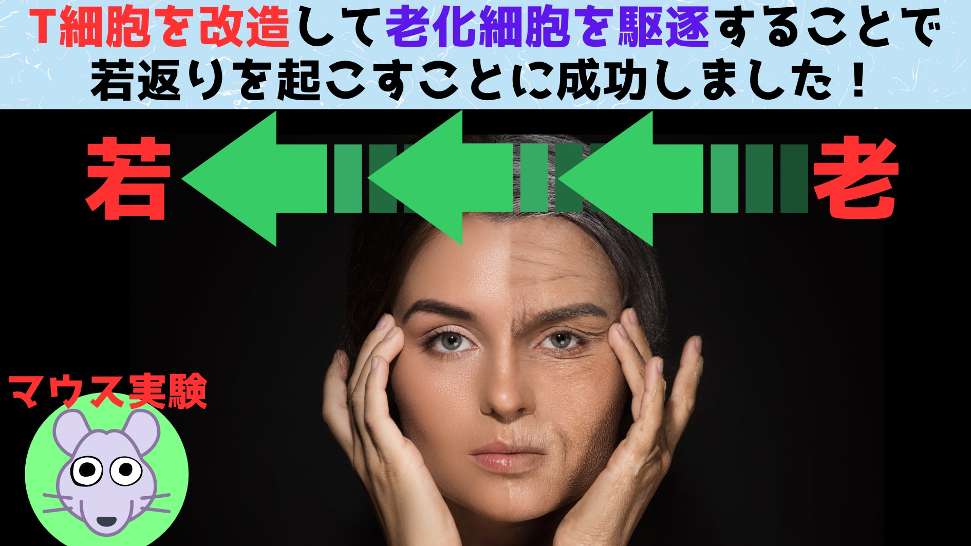 T細胞を操作して「若さの泉」とすることに成功！