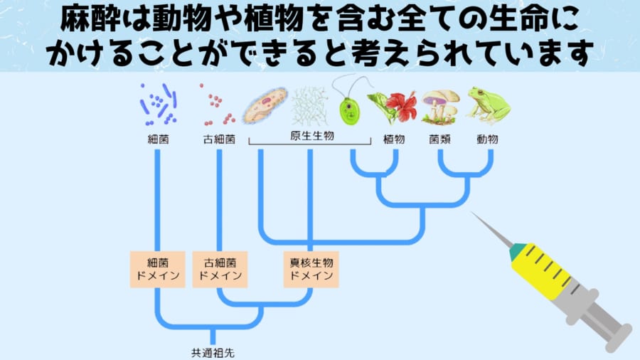 植物も人間と同じように麻酔にかかってしまうのはなぜか？