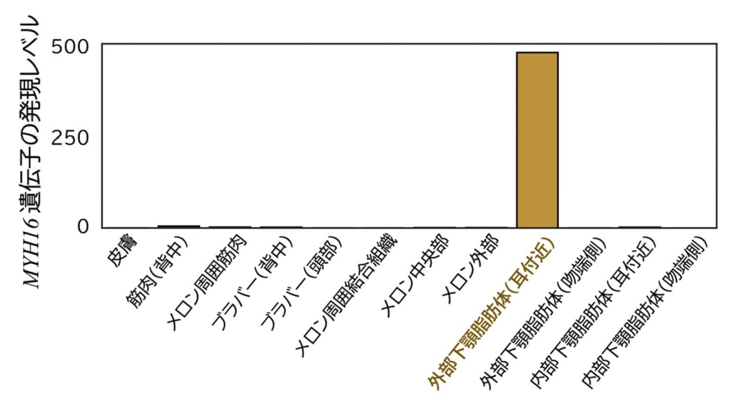 下あご外部の音響脂肪で「MYH16遺伝子」が特異的に発現していた