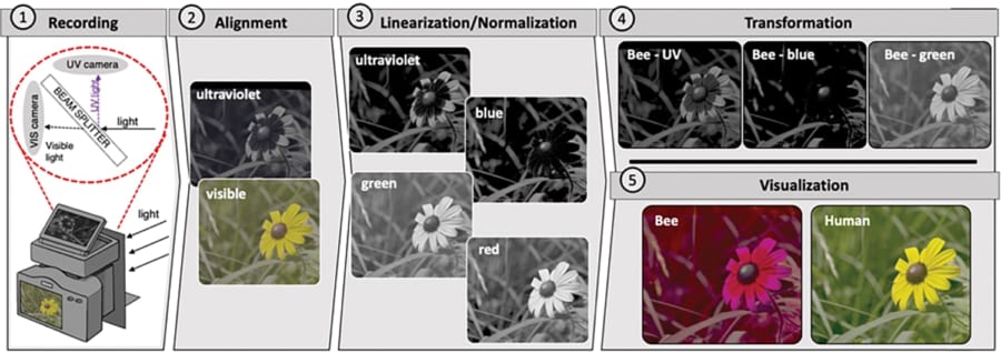 新しいカメラシステムの開発により、動物や虫が見ている世界の色を動画で再現できる