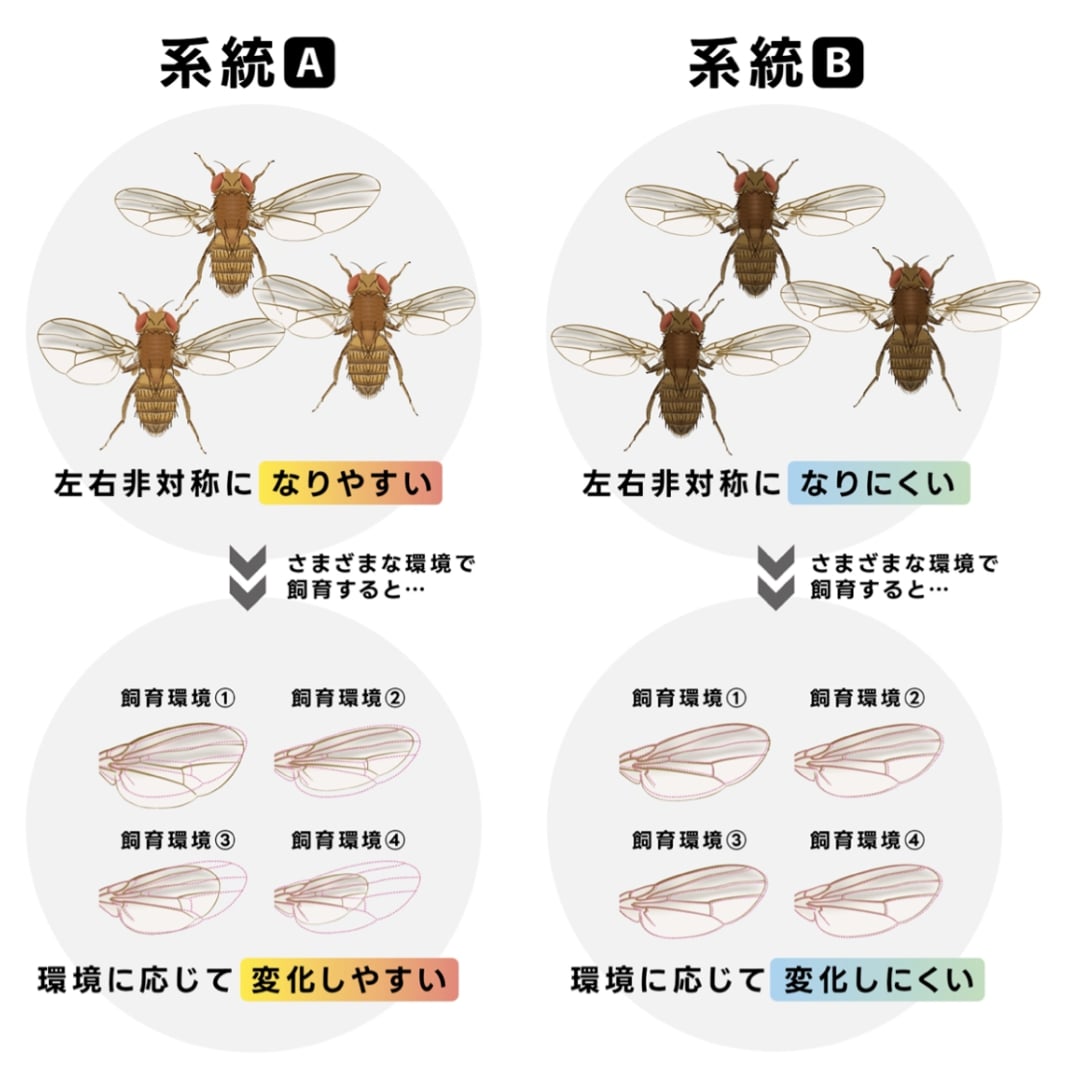 左右非対称になりやすい系統は、環境に応じて変化しやすいことがわかった。