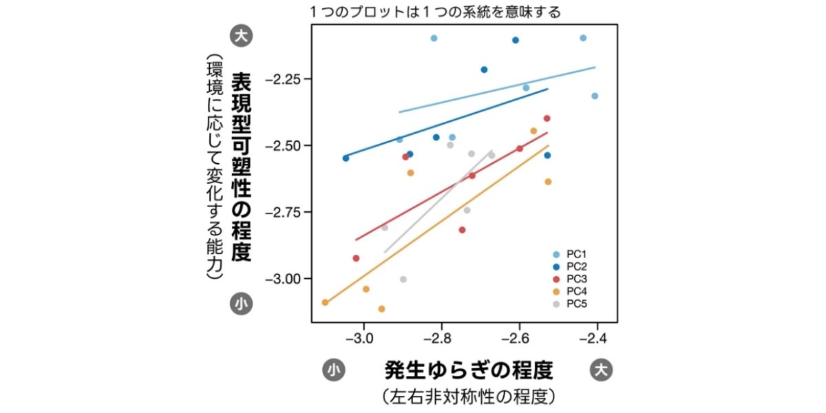 左右非対称の程度と表現型可塑性の程度の関係。