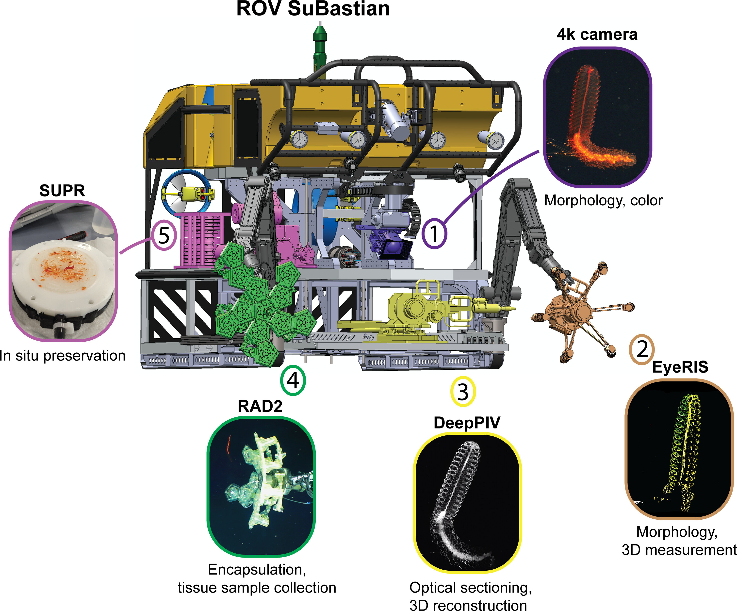 幽霊みたいな深海生物たちを3D撮影する新型ロボットアーム(ナゾロジー) - goo ニュース