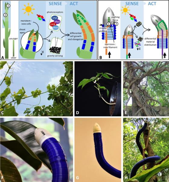 植物のように、光・影・重力に反応して進行方向を決定する