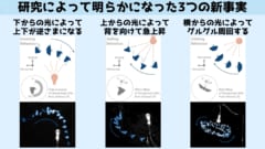 研究によって発見された光源に対する虫たちの新たな行動パターン3つ