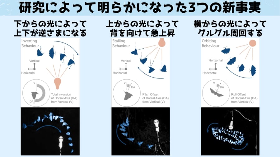 研究によって発見された光源に対する虫たちの新たな行動パターン3つ