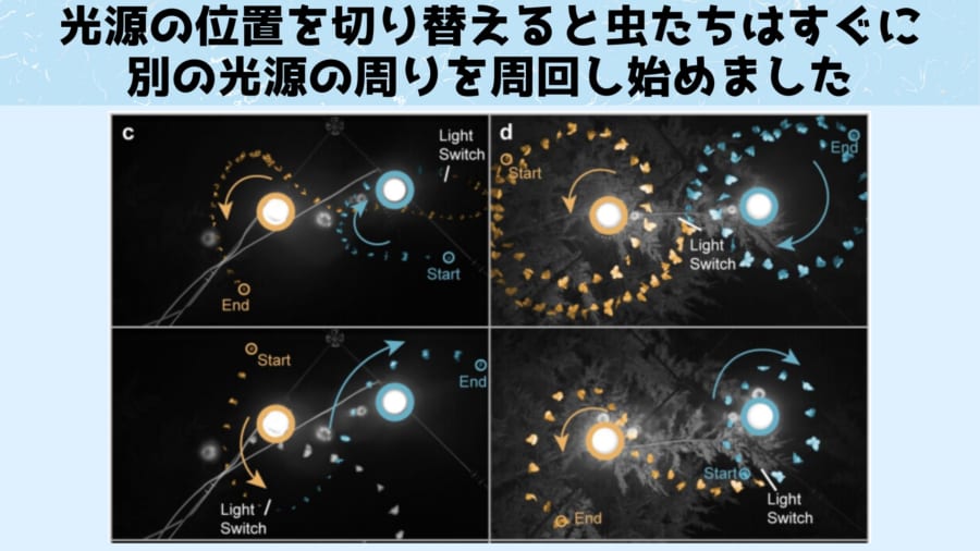 光源をコンパスにしているならば常に体の片側のみに光が位置するようにするはずです