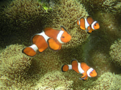 カクレクマノミ（学名：Amphiprion ocellaris）