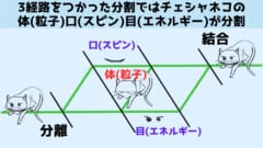 猫は干渉計内で 3 つの異なる部分に分かれています。猫の各部分は、スピン (笑顔)、粒子 (体)、エネルギー (目) の中性子特性に対応しています。実験中に適用された弱い相互作用に対する反応は、中性子の性質が分離されているという認識につながる可能性があります。