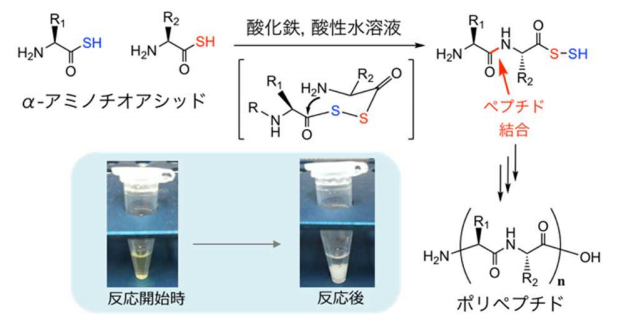 酸素原子が1つ硫黄原子に置き換わるとペプチド結合を形成