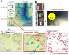 北海の海底に「浅いくぼみ」を4万個以上確認。それらは数カ月で発達していた