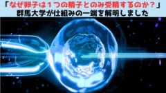 群馬大学が「なぜ卵子はただ１つの精子とのみ受精するのか？」の仕組みを解明