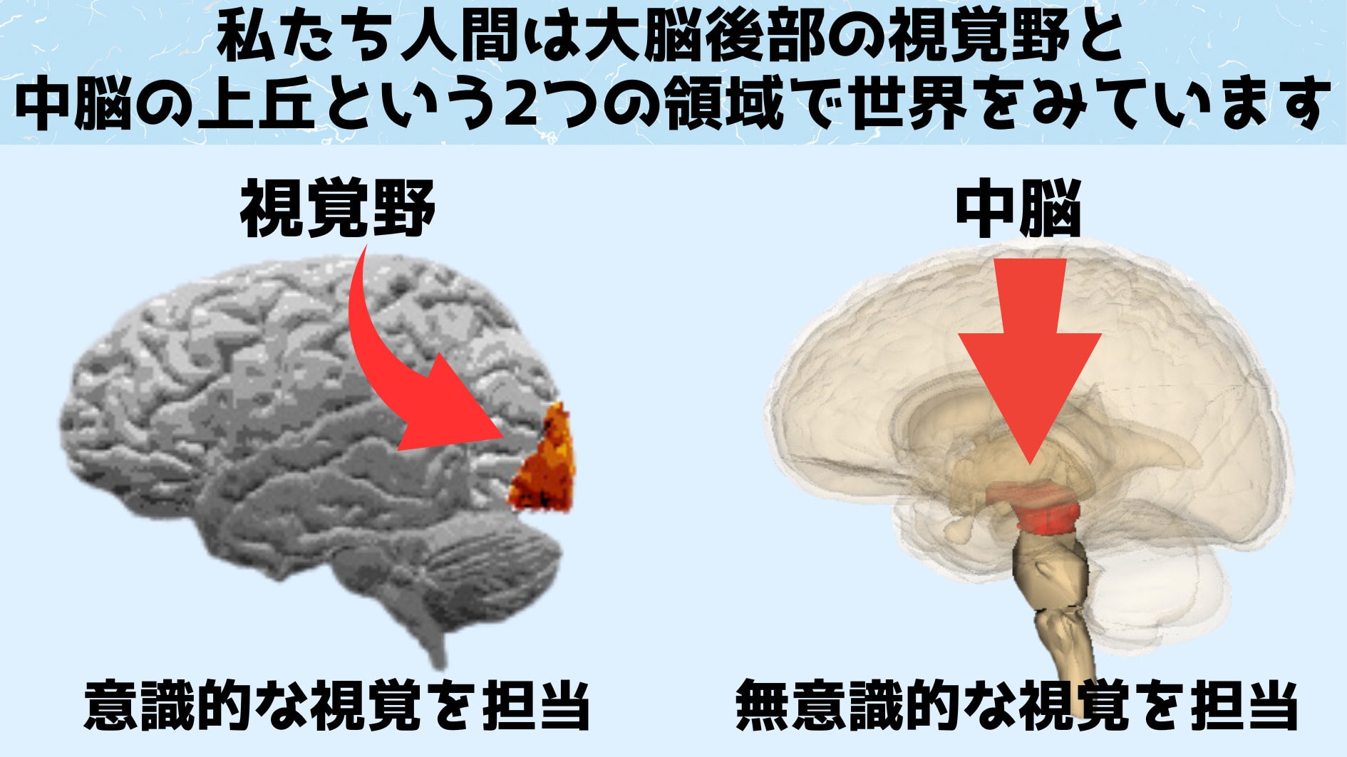 人間は「中脳で見る」ことで物体を背景と区別している