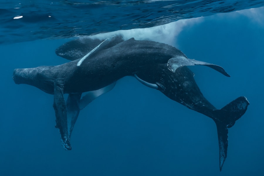 ザトウクジラ YouTubeチャンネル ザトウクジラ骨格標本プロジェクト 黒潮町X