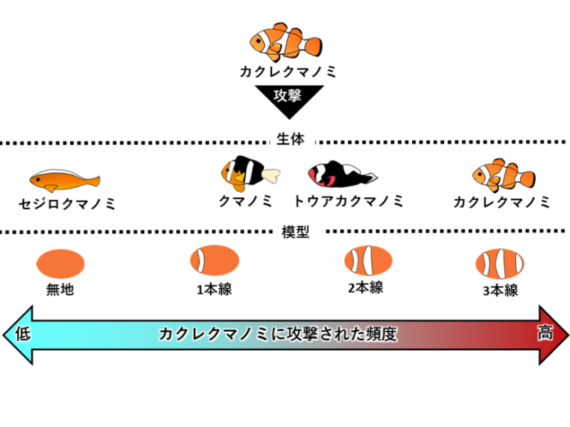 異なるクマノミ種とプラモデルに対する反応