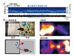 A:ガラス玉の部屋にいるとシータ波が増強、B:実験セット。右は明室と暗室の滞在時間を明るさで示したもの