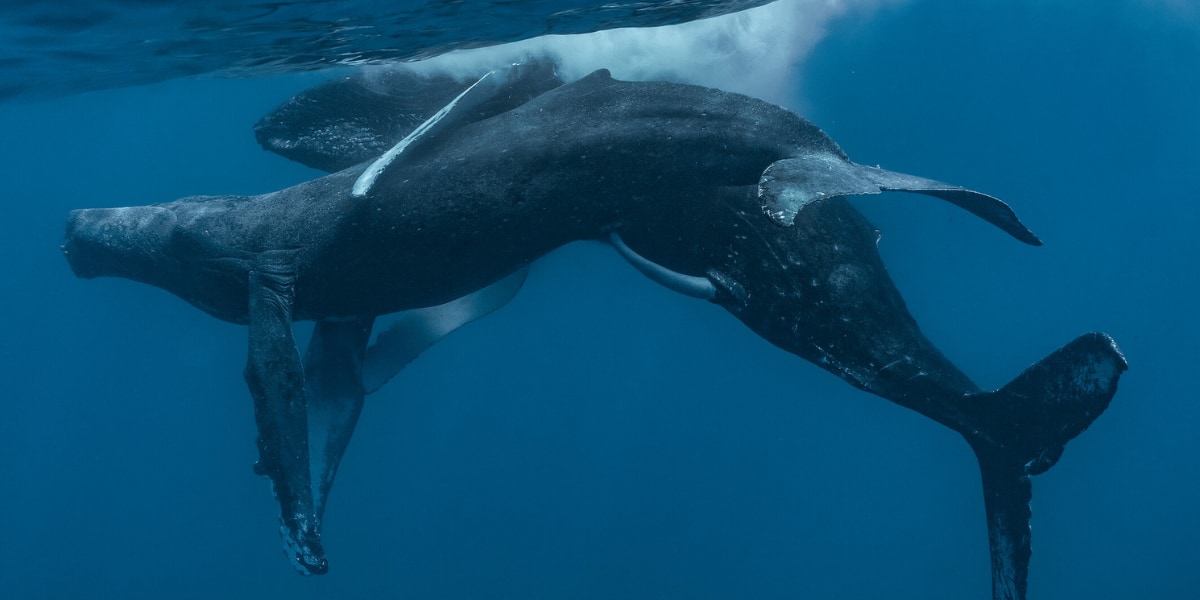 ザトウクジラの交尾の撮影に世界で初めて成功！研究者「ん？どっちもオスだな…」の画像 1/5