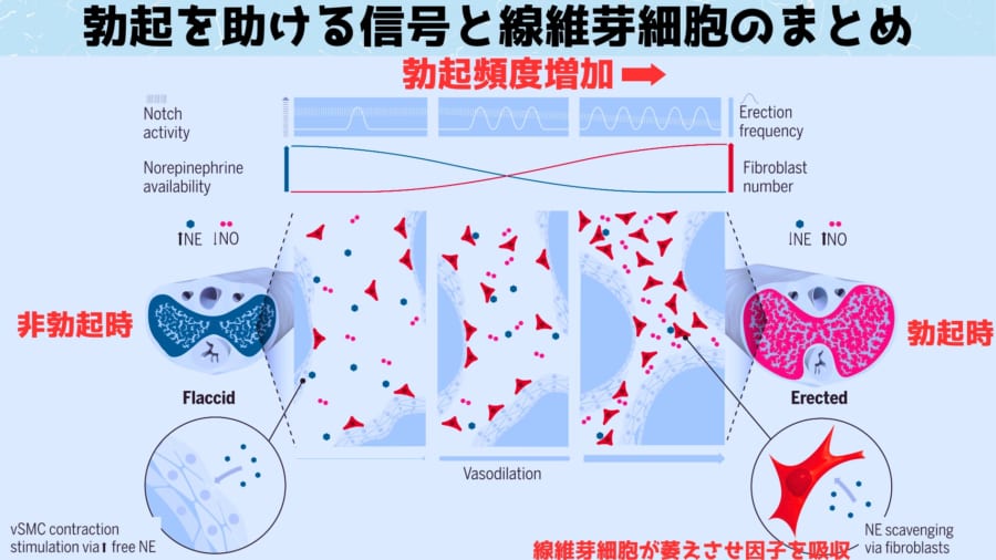 今回の研究では勃起にかかわる信号の動きも確認できました。 ペニスでは血管拡張によって勃起し血管収縮によって萎えます。 萎えさせる因子としては図の左上にあるNotch信号やノルエピネフィリンの信号があります。 これらの信号は勃起頻度が上がるにつれて弱くなっていきます。 他にも血管を収縮させる因子としてノルアドレナリン（NE）が存在しますが、図の右下のように線維芽細胞にはノルアドレナリンを吸収する仕組みがあります。 勃起頻度が増えると線維芽細胞が増加して血管を収縮させるノルアドレナリンが線維芽細胞にどんどん取り込まれて勃起しやすくなっていきます。 vSMC：血管平滑筋細胞、NO：一酸化窒素