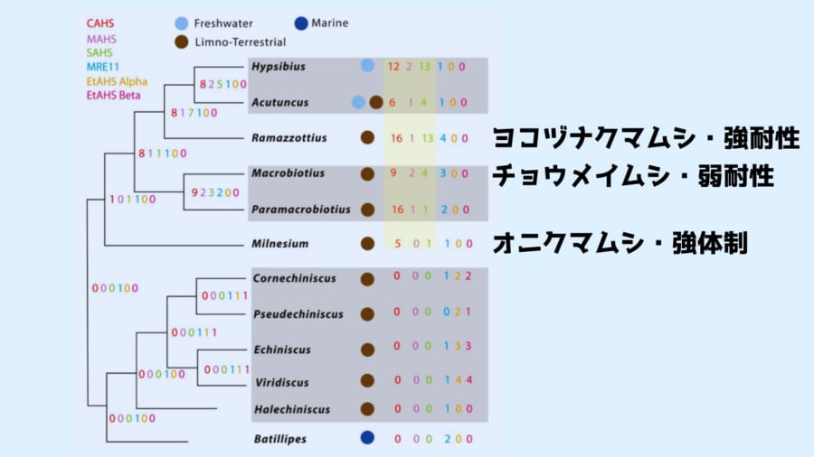 慶応大学が「最強生物クマムシ」がどうやって進化したか一端を解明！