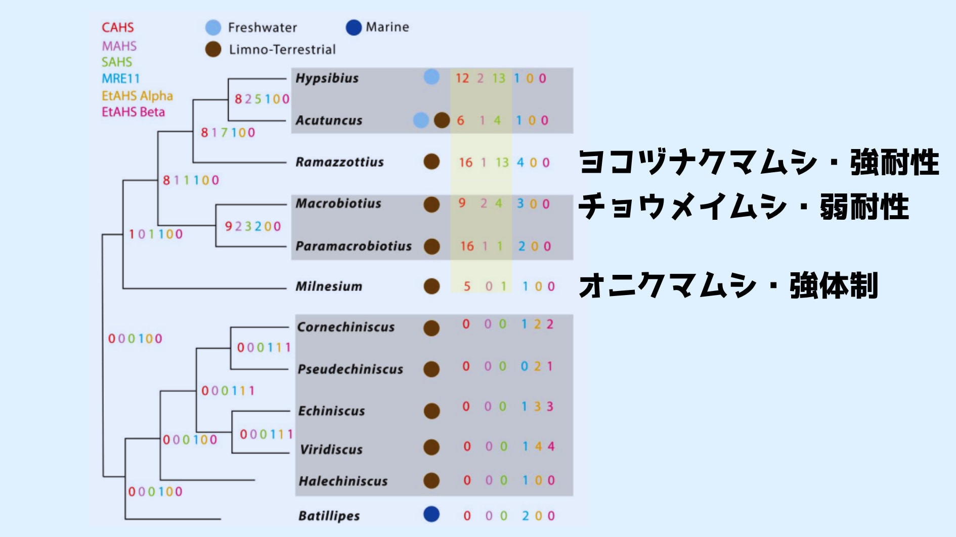 慶応大学が「最強生物クマムシ」がどうやって進化したか一端を解明！