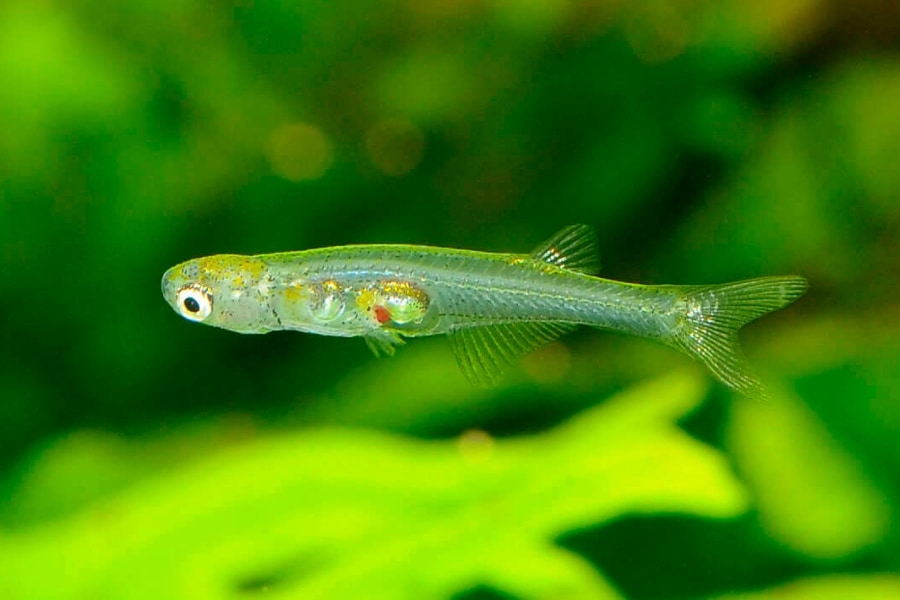 メダカより小さいのにジェット機並の爆音を出す小魚！そのメカニズムとは？