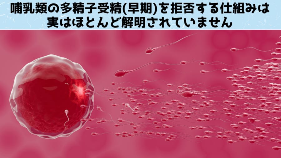 群馬大学が「なぜ卵子はただ1つの精子とのみ受精するのか？」の仕組みを解明