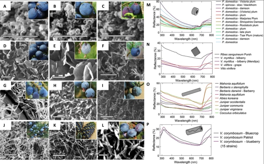 光の波長：青（430-490nm）、紫外線（380nm以下）。図を見るとブルーベリーに限らず同じような青い実の多くが青や紫外線を反射しているのがわかる。