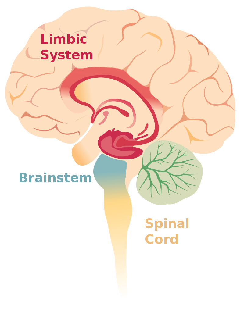 赤色が大脳辺縁系（limbic system）の位置