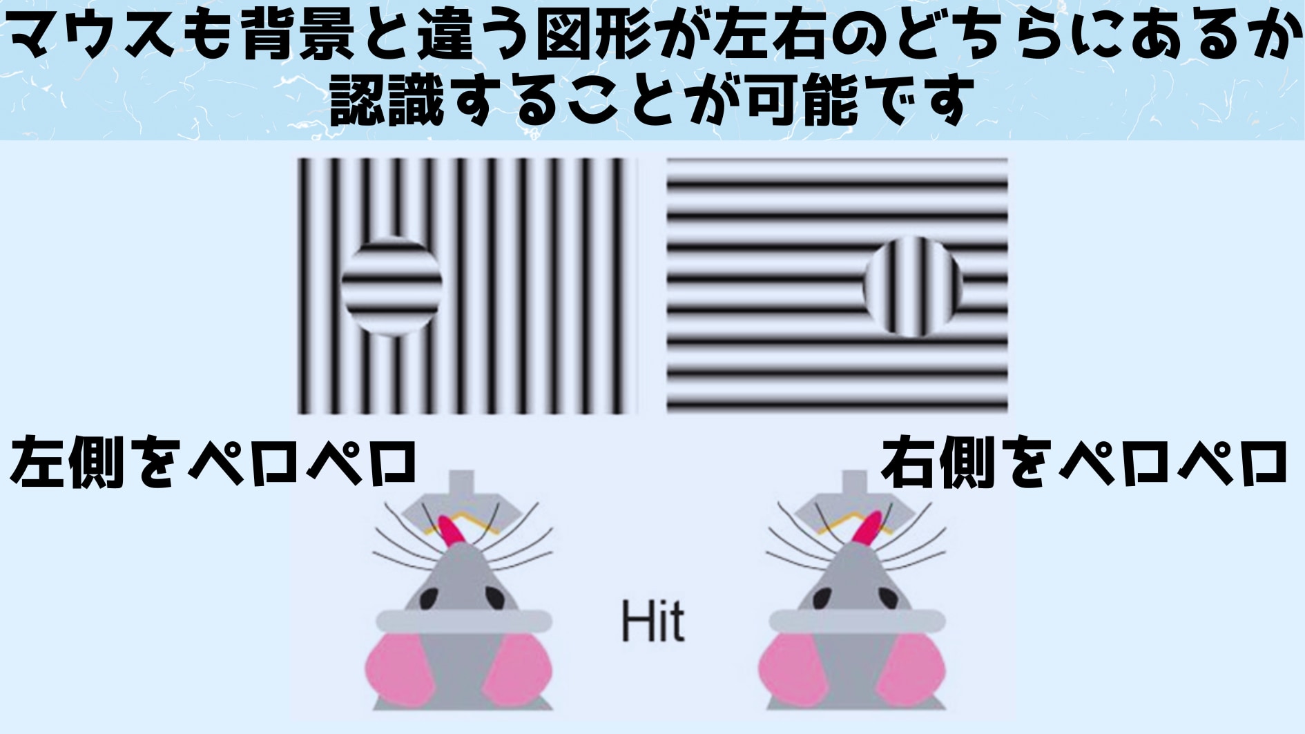 人間は「中脳で見る」ことで物体を背景と区別している