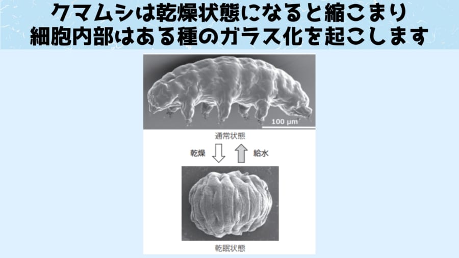 慶応大学が「最強生物クマムシ」がどうやって進化したか一端を解明！