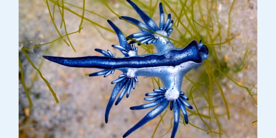 美しいのに毒を持つ「青い竜」 海水浴で注意すべき危険生物たち