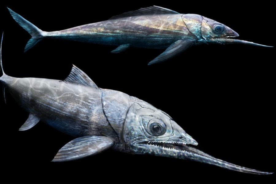 デボン紀の太古の海に「しゃくれを極めし魚」がいた！ - ナゾロジー