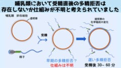 群馬大学が「なぜ卵子はただ１つの精子とのみ受精するのか？」の仕組みを解明