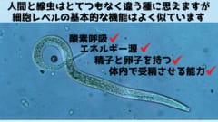 群馬大学が「なぜ卵子はただ１つの精子とのみ受精するのか？」の仕組みを解明