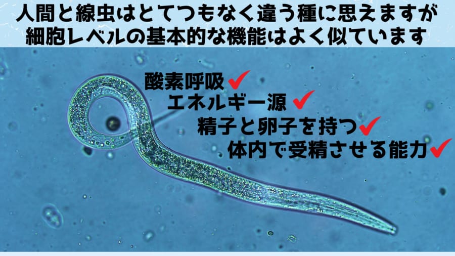 群馬大学が「なぜ卵子はただ１つの精子とのみ受精するのか？」の仕組みを解明