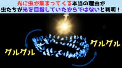 実は未解明問題「虫が光に引き寄せられる理由」を解明した論文が正式発表！