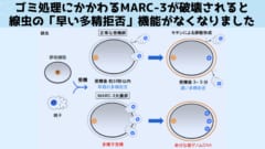 群馬大学が「なぜ卵子はただ１つの精子とのみ受精するのか？」の仕組みを解明