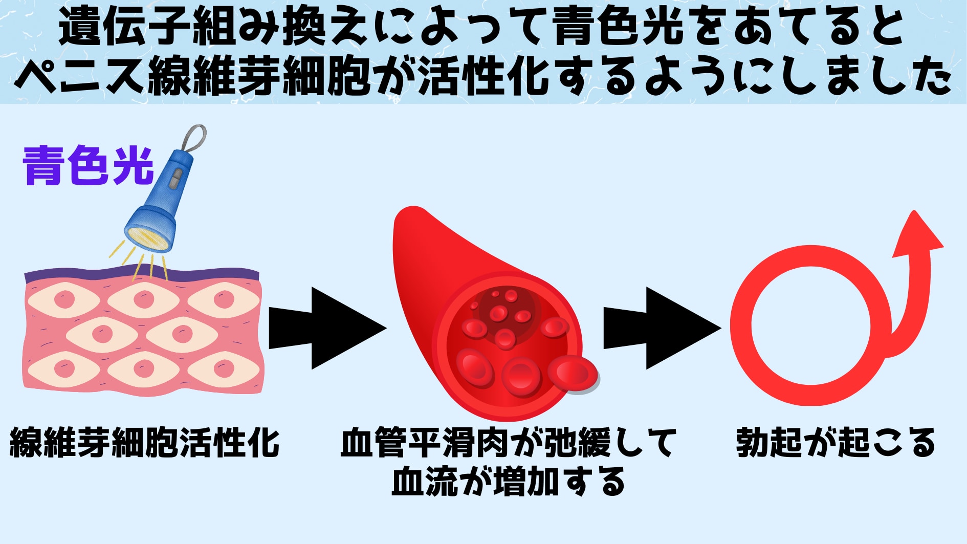 勃起を補助する細胞は「頻繁な勃起」で増加する！【Science誌】の画像 3/4