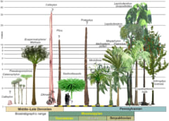サンフォルディアカウリスと同時代に存在した他の樹木の高さ