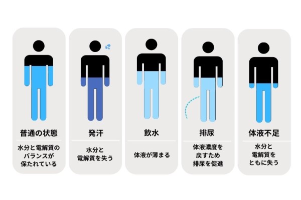 自発的脱水のメカニズム。