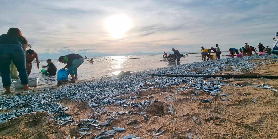 フィリピンの海岸に打ち上げられた大量のイワシ