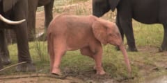 ピンク色の子ゾウが発見される